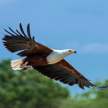 animal_foto
